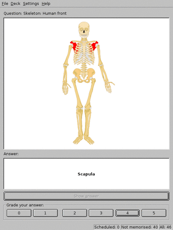 Card from LadyOfHats's Human_skeleton_front.svg.